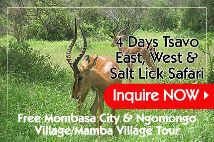 Contact F. Kings Tours and Safari about the 4 days Tsavo East, WEst and Salt Lick Safari - F. Kings Msafiri 3