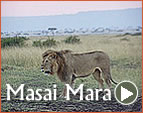 A description of Masai Mara National Reserve and it's Attractions